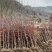 2/3公分红枫基地批发价格供应