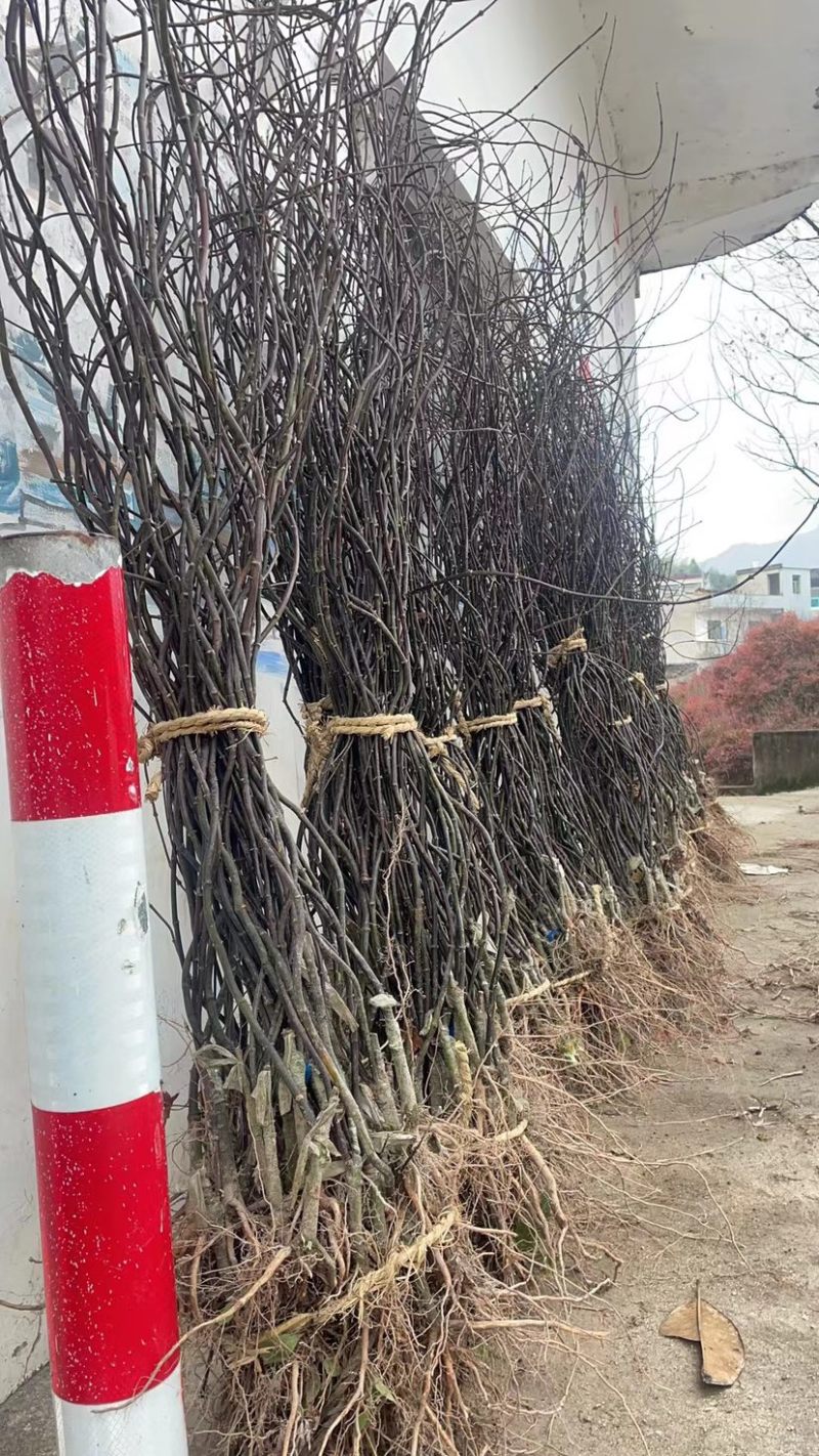 浙江羽毛枫小苗红青羽毛枫树苗基地直发百佳苗木