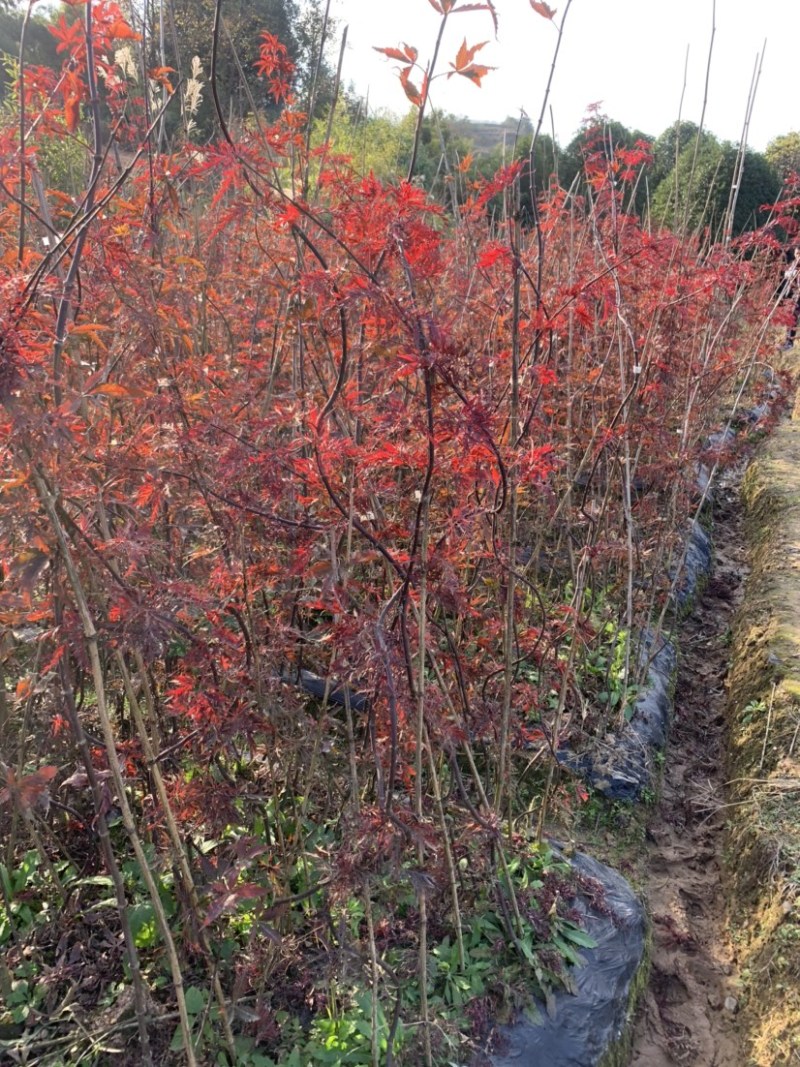 浙江羽毛枫小苗红青羽毛枫树苗基地直发百佳苗木