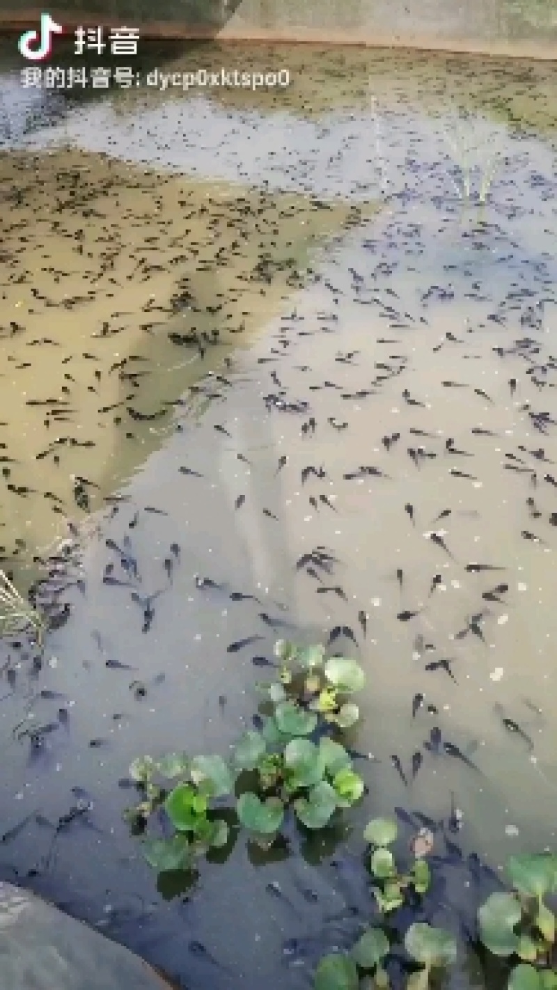 广东牛蛙苗
