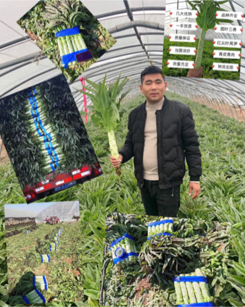 【精品】莴笋红尖叶莴苣园叶三青质量保证量大从优