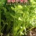 四季小香芹种子耐热芹菜苗种籽春秋季易种青菜籽蔬菜种孑