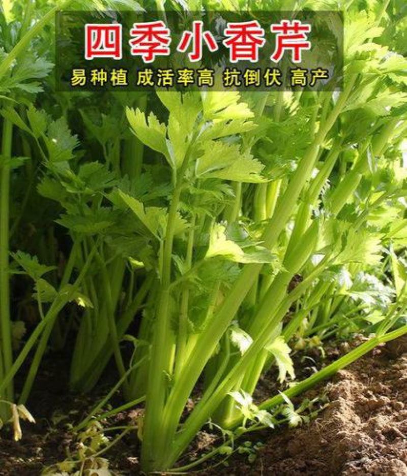 四季小香芹种子耐热芹菜苗种籽春秋季易种青菜籽蔬菜种孑