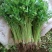四季小香芹种子耐热芹菜苗种籽春秋季易种青菜籽蔬菜种孑