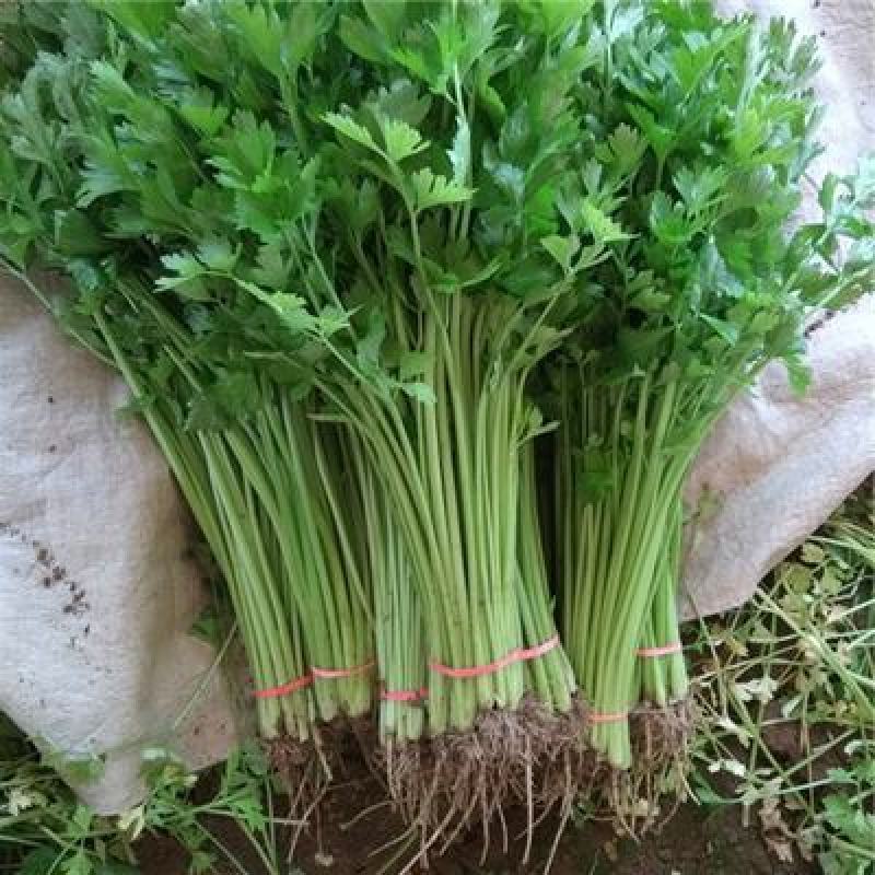 四季小香芹种子耐热芹菜苗种籽春秋季易种青菜籽蔬菜种孑