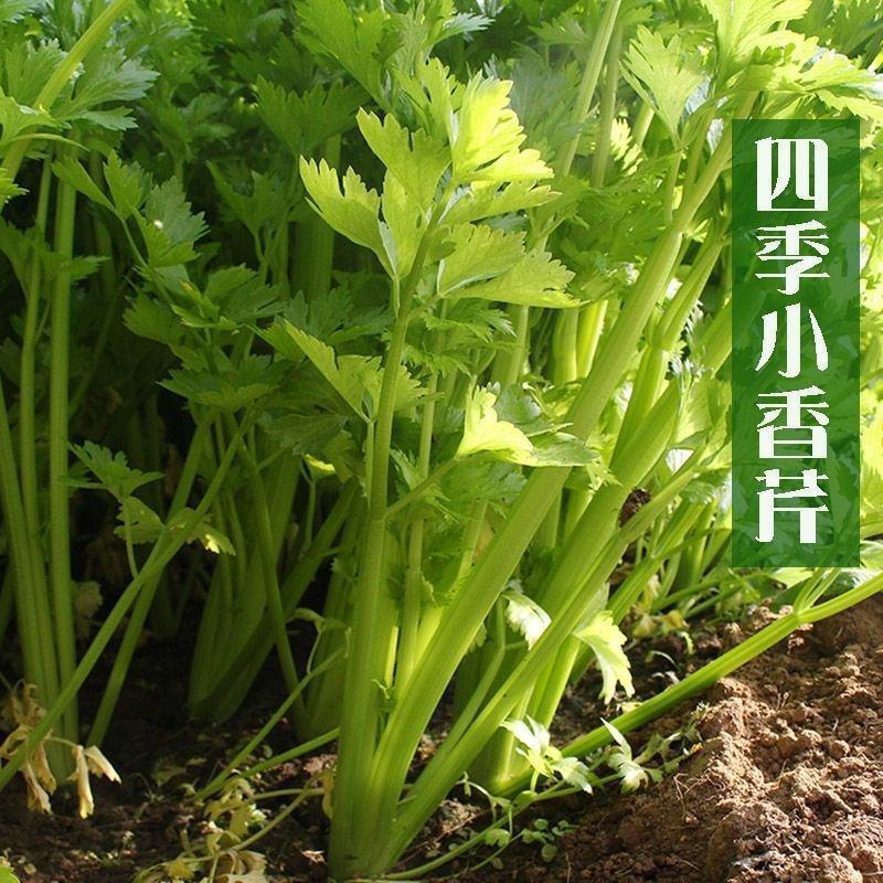 四季小香芹种子耐热芹菜苗种籽春秋季易种青菜籽蔬菜种孑