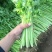 四季小香芹种子耐热芹菜苗种籽春秋季易种青菜籽蔬菜种孑