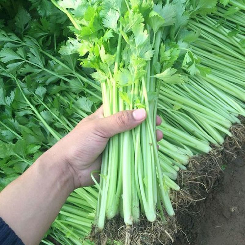 四季小香芹种子耐热芹菜苗种籽春秋季易种青菜籽蔬菜种孑