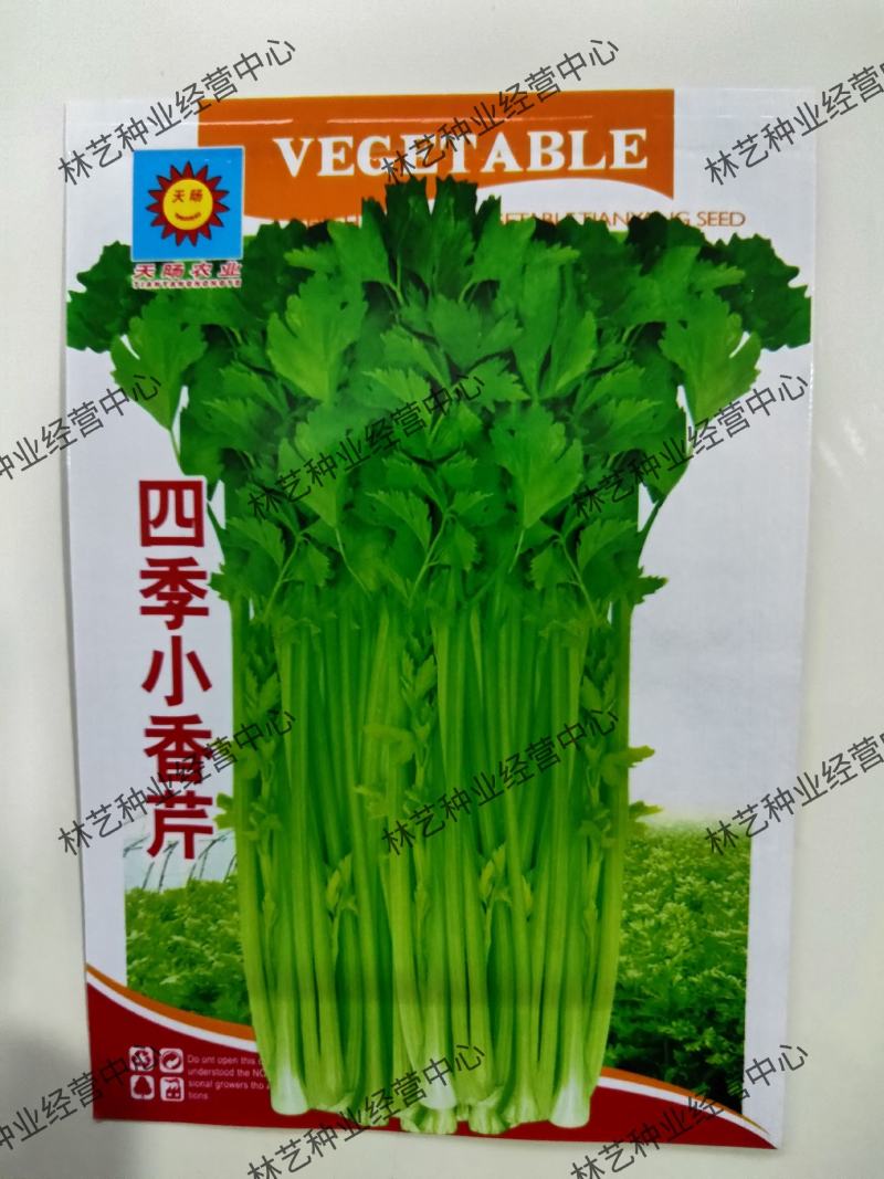 四季小香芹种子耐热芹菜苗种籽春秋季易种青菜籽蔬菜种孑
