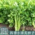 四季小香芹种子耐热芹菜苗种籽春秋季易种青菜籽蔬菜种孑