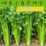 四季小香芹种子耐热芹菜苗种籽春秋季易种青菜籽蔬菜种孑