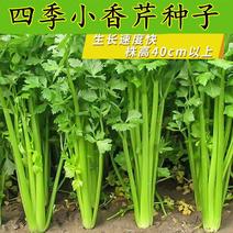 四季小香芹种子耐热芹菜苗种籽春秋季易种青菜籽蔬菜种孑