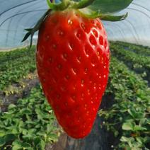 草莓，高品质，，红颜章姬红玉等。颜色好甜度高。