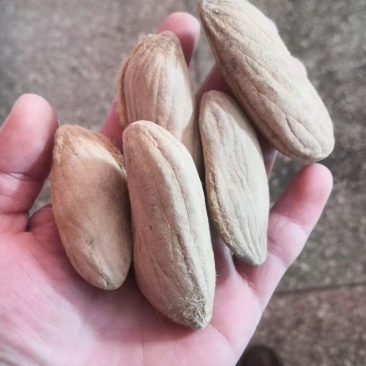 芒果核保证质量冷背药材齐全不满意可退换货