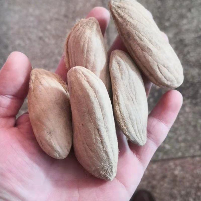 芒果核保证质量冷背药材齐全不满意可退换货