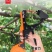 包邮绑葡萄绑藤绑枝神器黄瓜绑枝葡萄绑蔓钉子胶带器绑枝捆绑