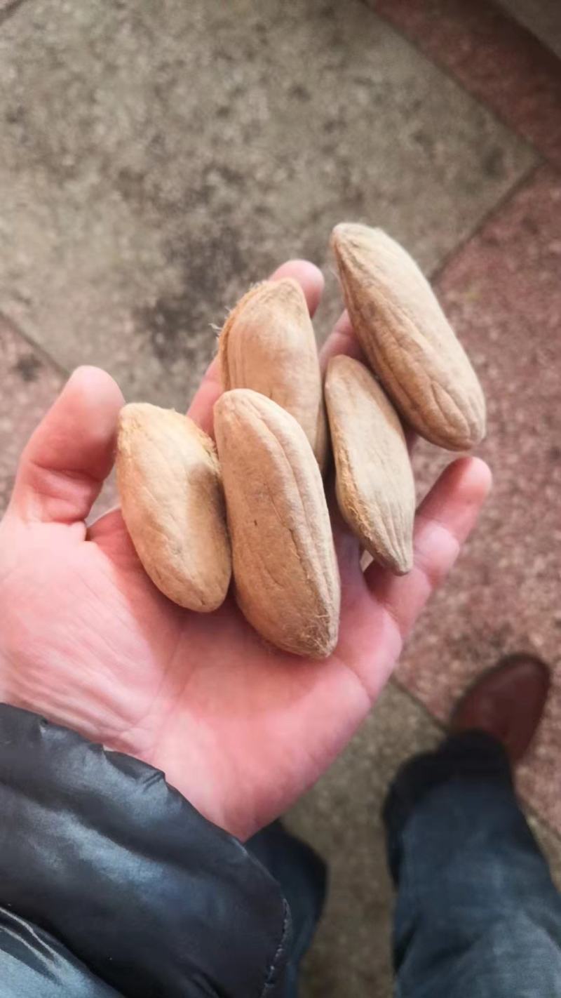 芒果核保证质量冷背药材齐全不满意可退换货