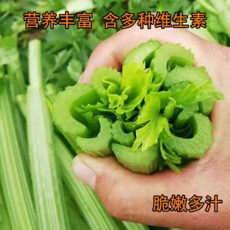 西芹种子美国西芹种子文图拉芹菜种子春秋四季播种高产蔬