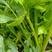 西芹种子美国西芹种子文图拉芹菜种子春秋四季播种高产蔬