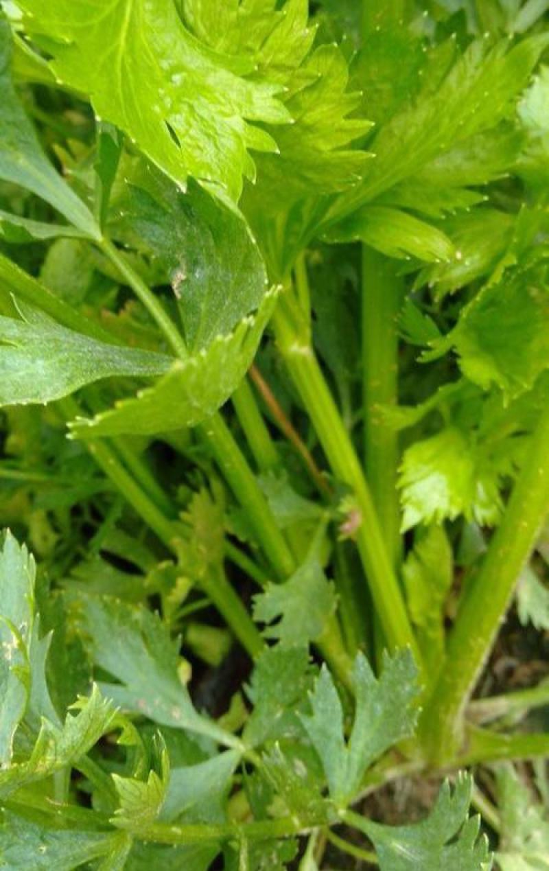 西芹种子美国西芹种子文图拉芹菜种子春秋四季播种高产蔬