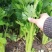 西芹种子美国西芹种子文图拉芹菜种子春秋四季播种高产蔬