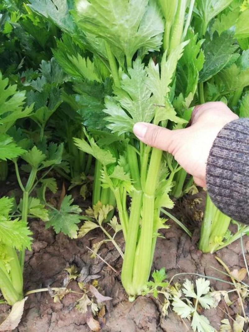 西芹种子美国西芹种子文图拉芹菜种子春秋四季播种高产蔬