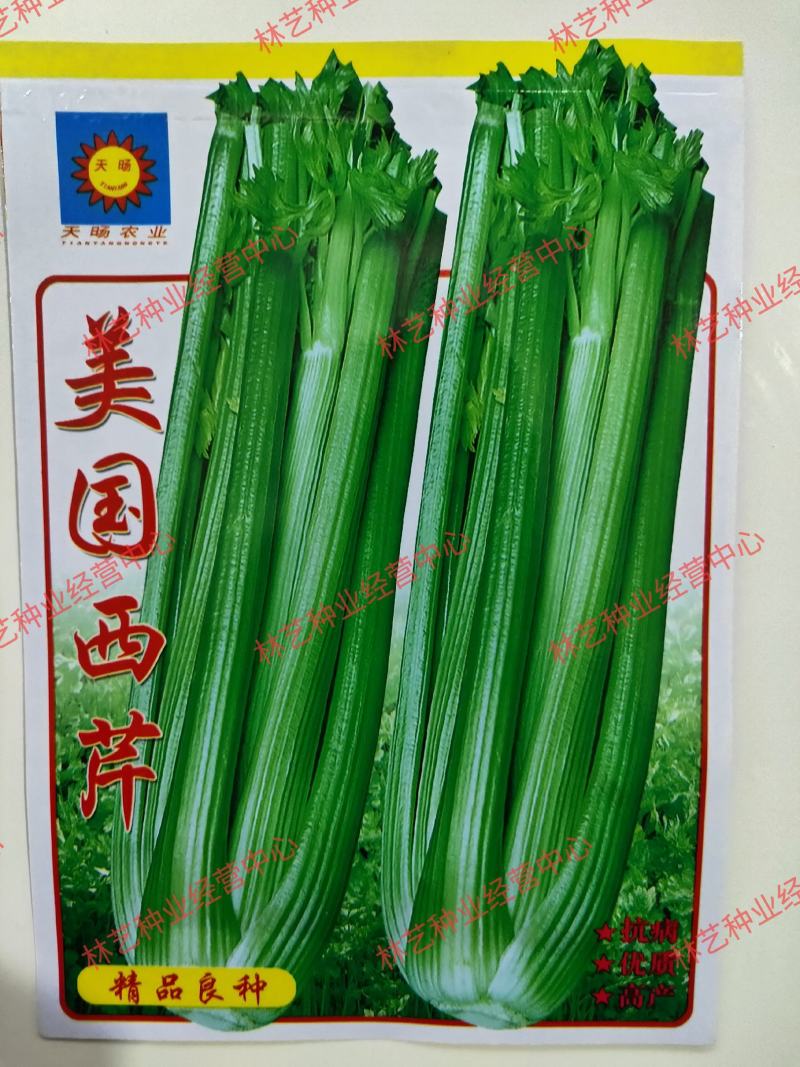 西芹种子美国西芹种子文图拉芹菜种子春秋四季播种高产蔬