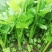 西芹种子美国西芹种子文图拉芹菜种子春秋四季播种高产蔬