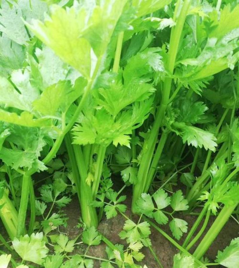 西芹种子美国西芹种子文图拉芹菜种子春秋四季播种高产蔬