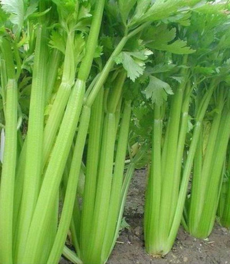 西芹种子美国西芹种子文图拉芹菜种子春秋四季播种高产蔬