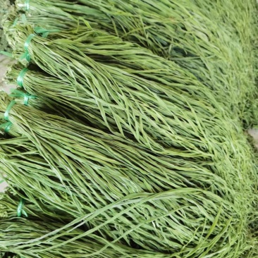贡菜苔菜