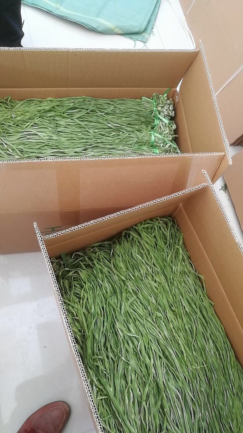 贡菜苔菜