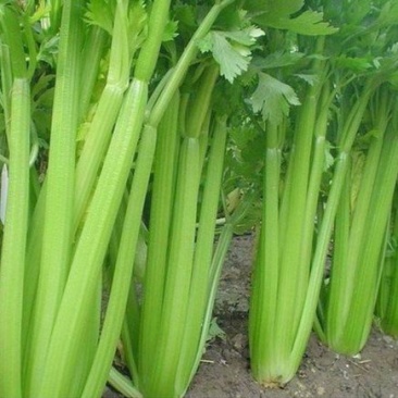西芹种子美国西芹种子文图拉芹菜种子春秋四季播种高产蔬