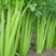 西芹种子美国西芹种子文图拉芹菜种子春秋四季播种高产蔬
