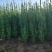 北海道黄杨柱，价格实惠，欢迎客商电话联系，可视频看货