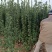 北海道黄杨柱，价格实惠，欢迎客商电话联系，可视频看货