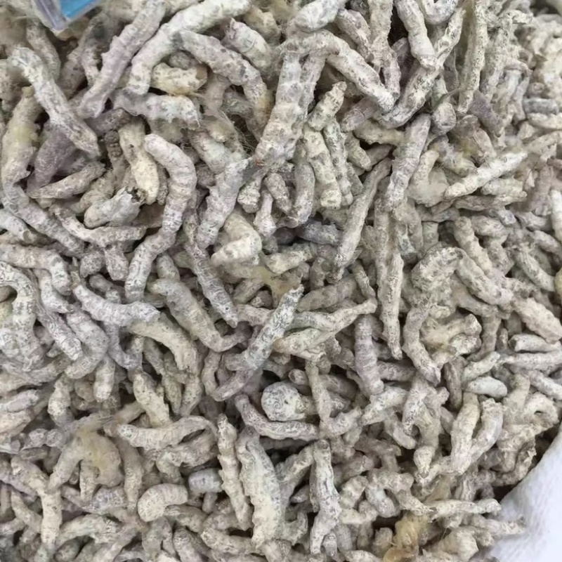 僵蚕中药材白僵蚕炒僵蚕无硫无漂白
