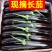 湛江徐闻新苗茄子现摘现发应季茄子量大从优