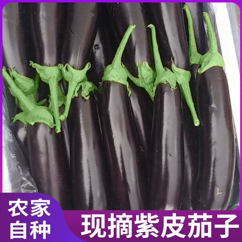 湛江徐闻新苗茄子现摘现发应季茄子量大从优