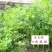 四季小香芹种子芹菜种子耐热耐寒种子香味浓郁实心芹菜种子