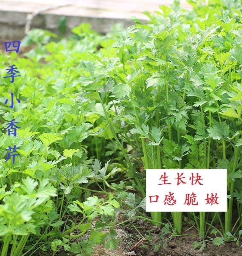 四季小香芹种子芹菜种子耐热耐寒种子香味浓郁实心芹菜种子