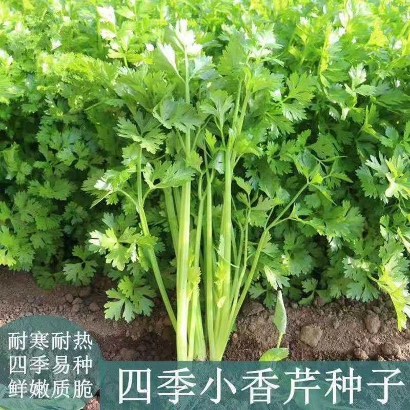 四季小香芹种子芹菜种子耐热耐寒种子香味浓郁实心芹菜种子