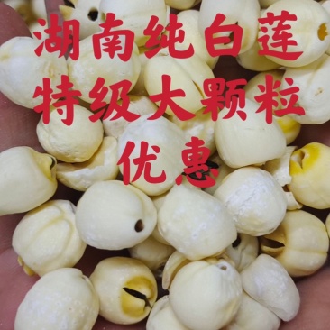 白莲子湖南、特级通心纯白大粒清甜、新鲜、促销、省内包邮