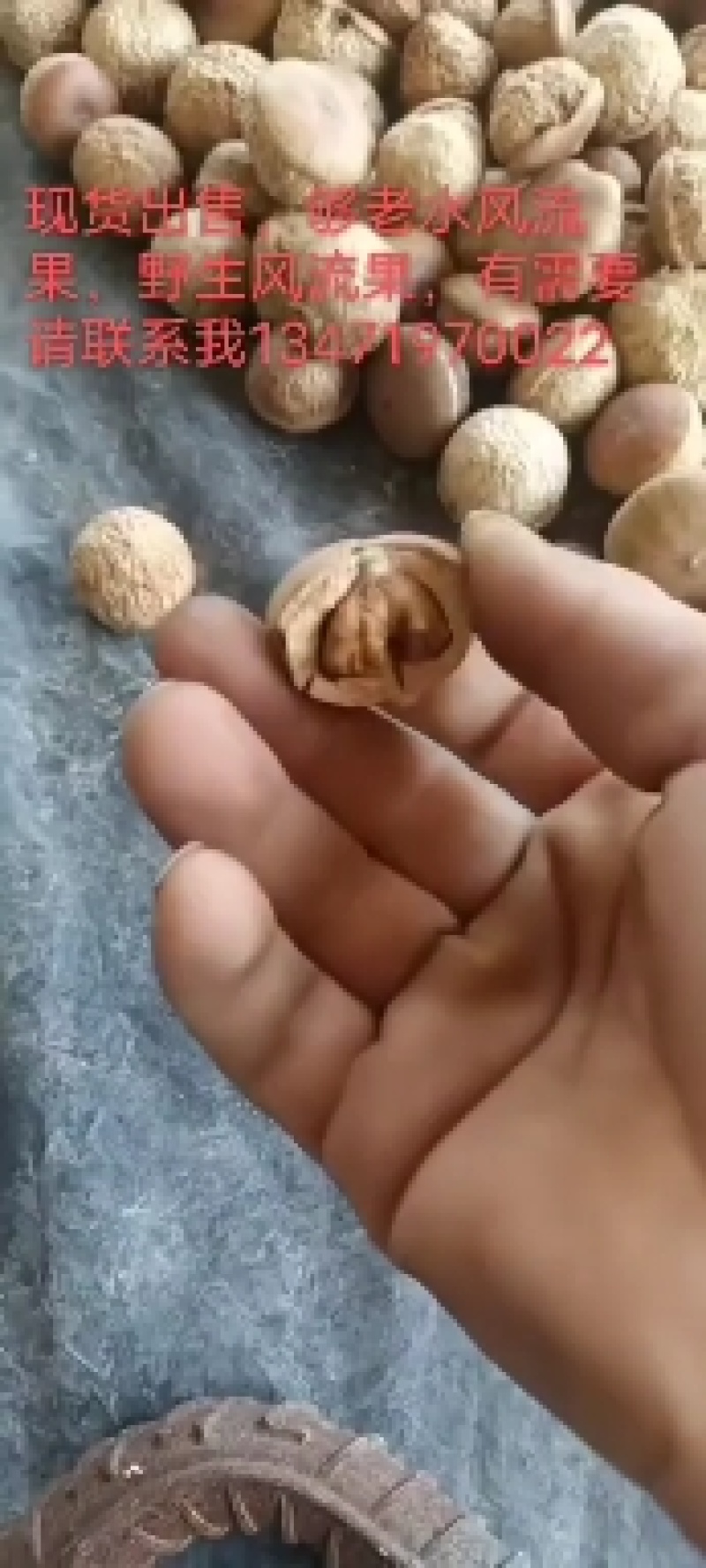 风流果，益肾子，后期靓果，有想法的联系我，价格可议。