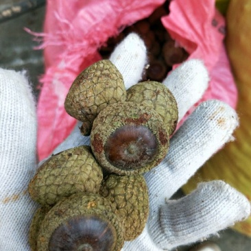 风流果，益肾子，后期靓果，有想法的联系我，价格可议。