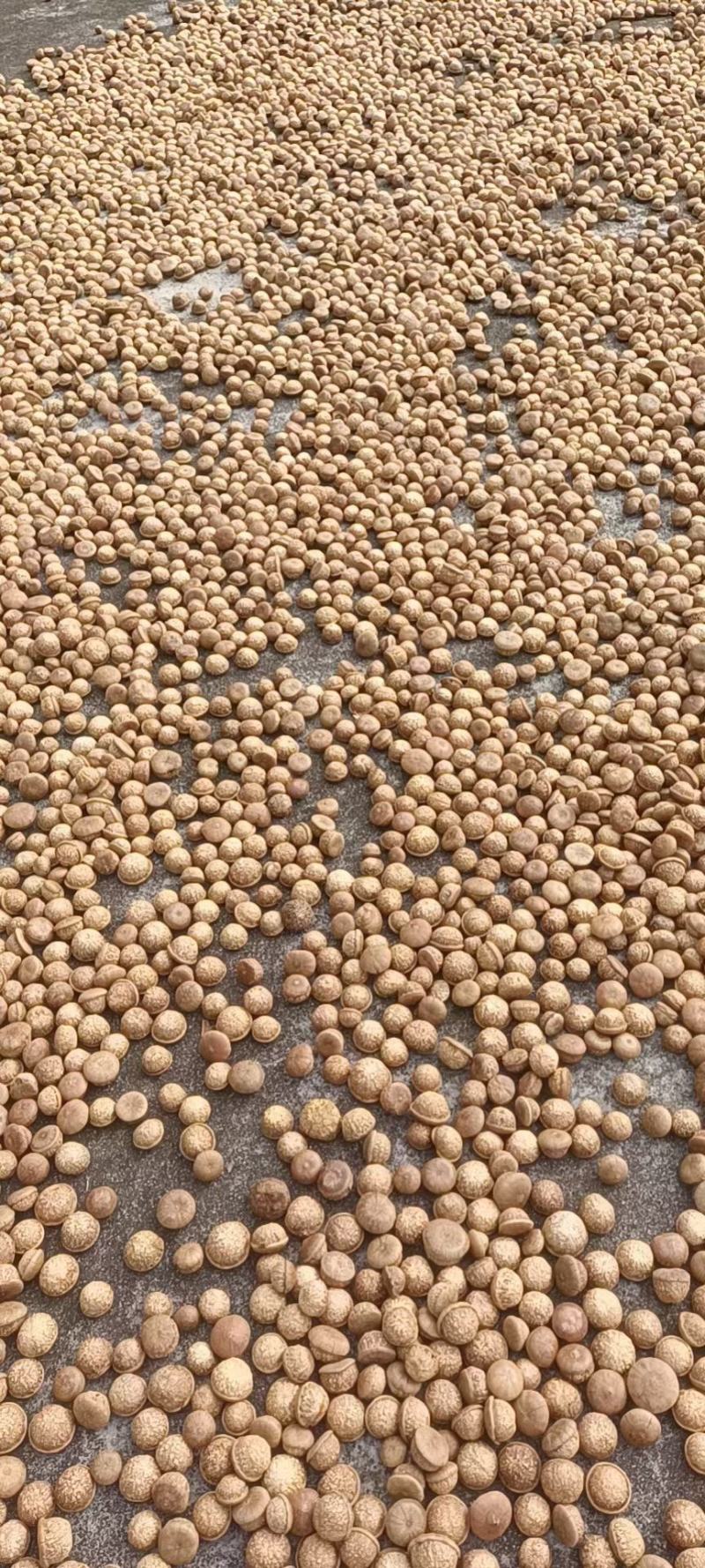 风流果，益肾子，后期靓果，有想法的联系我，价格可议。