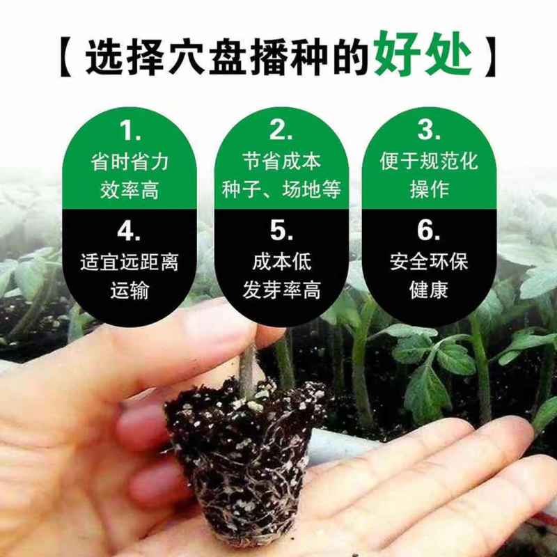 穴盘育苗盘爬藤育苗盒器苗木多肉叶扦插育苗箱育苗盆培育育苗