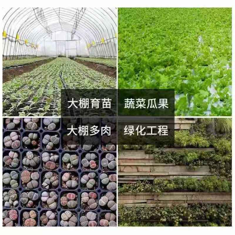 穴盘育苗盘爬藤育苗盒器苗木多肉叶扦插育苗箱育苗盆培育育苗
