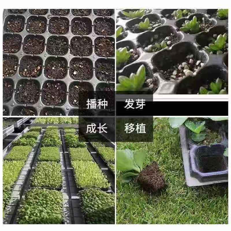 穴盘育苗盘爬藤育苗盒器苗木多肉叶扦插育苗箱育苗盆培育育苗
