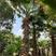 4米杆高老人葵.4米杆高华棕.4米杆高华盛顿葵.棕榈树.